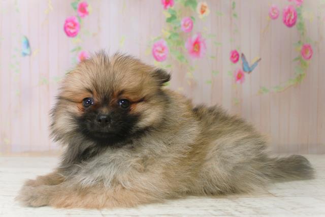 長野県のポメラニアン (Coo&RIKU綿半諏訪店/2025年11月8日生まれ/女の子/オレンジセーブル)の子犬の2枚目の画像