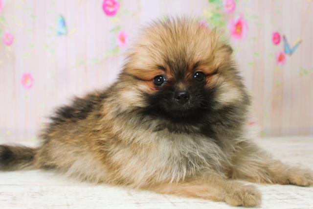 長野県のポメラニアン (Coo&RIKU綿半諏訪店/2025年11月8日生まれ/女の子/オレンジセーブル)の子犬の3枚目の画像