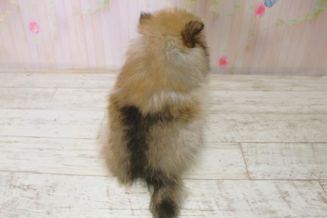 長野県のポメラニアン (Coo&RIKU綿半諏訪店/2025年11月8日生まれ/女の子/オレンジセーブル)の子犬の4枚目の画像