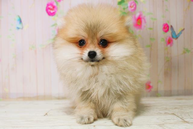 石川県のポメラニアン (Coo&RIKUイオン野々市南店/2025年11月8日生まれ/女の子/オレンジセーブル)の子犬