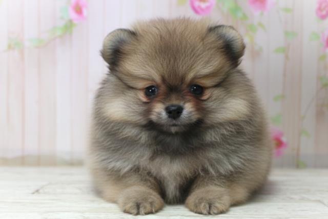 神奈川県のポメラニアン (Coo&RIKU藤沢店/2025年11月8日生まれ/女の子/ウルフセーブル)の子犬の1枚目の画像