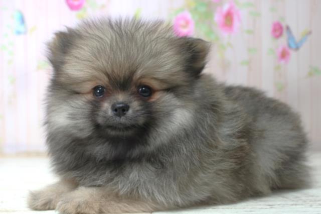神奈川県のポメラニアン (Coo&RIKU藤沢店/2025年11月8日生まれ/女の子/ウルフセーブル)の子犬の2枚目の画像