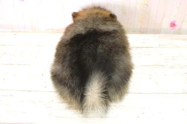 神奈川県のポメラニアン (Coo&RIKU藤沢店/2025年11月8日生まれ/女の子/ウルフセーブル)の子犬の4枚目の画像