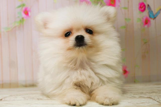 北海道のポメラニアン (Coo&RIKU北見店/2025年11月7日生まれ/男の子/クリーム)の子犬の1枚目の画像