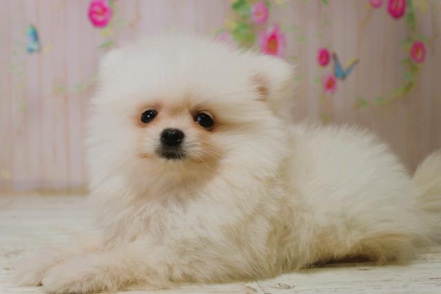 北海道のポメラニアン (Coo&RIKU北見店/2025年11月7日生まれ/男の子/クリーム)の子犬の2枚目の画像