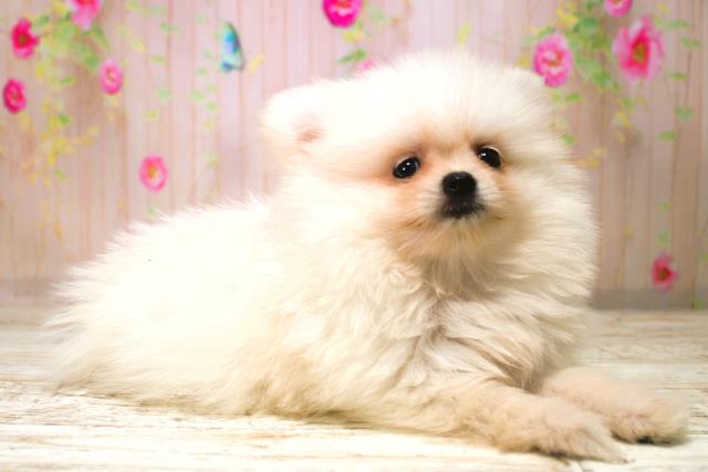 北海道のポメラニアン (Coo&RIKU北見店/2025年11月7日生まれ/男の子/クリーム)の子犬の3枚目の画像