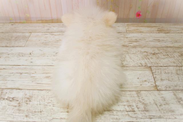 北海道のポメラニアン (Coo&RIKU北見店/2025年11月7日生まれ/男の子/クリーム)の子犬の4枚目の画像