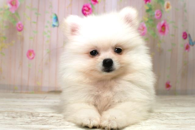 北海道のポメラニアン (Coo&RIKU函館店/2025年11月7日生まれ/女の子/クリーム)の子犬の1枚目の画像