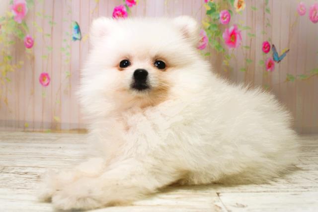 北海道のポメラニアン (Coo&RIKU函館店/2025年11月7日生まれ/女の子/クリーム)の子犬の2枚目の画像