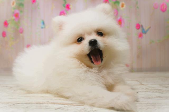 北海道のポメラニアン (Coo&RIKU函館店/2025年11月7日生まれ/女の子/クリーム)の子犬の3枚目の画像