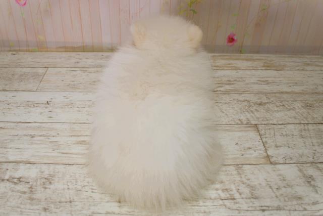 北海道のポメラニアン (Coo&RIKU函館店/2025年11月7日生まれ/女の子/クリーム)の子犬の4枚目の画像