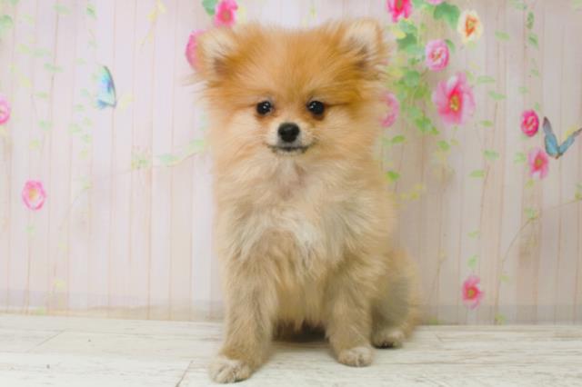 新潟県のポメラニアン (Coo&RIKU長岡店/2025年9月15日生まれ/女の子/オレンジ)の子犬の1枚目の画像