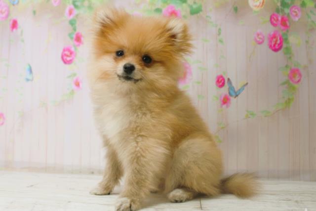 新潟県のポメラニアン (Coo&RIKU長岡店/2025年9月15日生まれ/女の子/オレンジ)の子犬の2枚目の画像