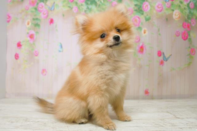 新潟県のポメラニアン (Coo&RIKU長岡店/2025年9月15日生まれ/女の子/オレンジ)の子犬の3枚目の画像