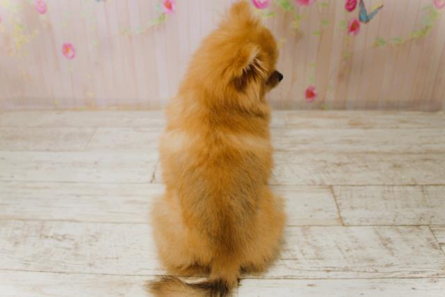 新潟県のポメラニアン (Coo&RIKU長岡店/2025年9月15日生まれ/女の子/オレンジ)の子犬の4枚目の画像