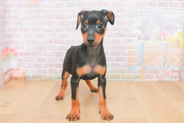 埼玉県のミニチュアピンシャー (Coo&RIKUアニマルケアセンター大宮/2025年11月3日生まれ/男の子/ブラックタン)の子犬の1枚目の画像