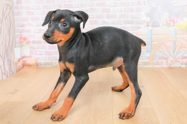 埼玉県のミニチュアピンシャー (Coo&RIKUアニマルケアセンター大宮/2025年11月3日生まれ/男の子/ブラックタン)の子犬の2枚目の画像