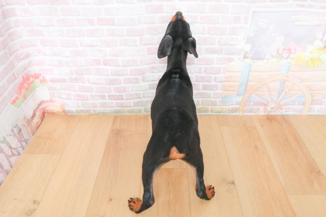 埼玉県のミニチュアピンシャー (Coo&RIKUアニマルケアセンター大宮/2025年11月3日生まれ/男の子/ブラックタン)の子犬の4枚目の画像