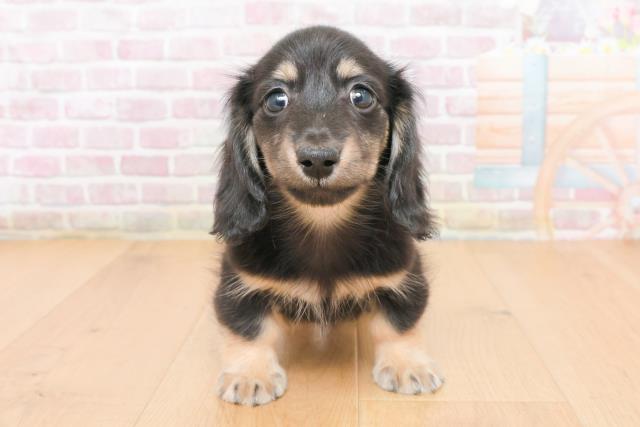 福島県のミニチュアダックスフンド(ロング) (Coo&RIKU郡山店/2025年11月4日生まれ/男の子/ブラックイエロー)の子犬の1枚目の画像