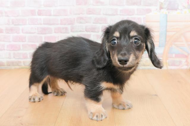 福島県のミニチュアダックスフンド(ロング) (Coo&RIKU郡山店/2025年11月4日生まれ/男の子/ブラックイエロー)の子犬の3枚目の画像