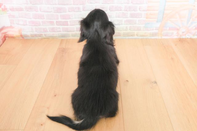 福島県のミニチュアダックスフンド(ロング) (Coo&RIKU郡山店/2025年11月4日生まれ/男の子/ブラックイエロー)の子犬の4枚目の画像