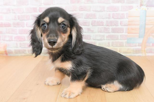 岩手県のミニチュアダックスフンド(ロング) (Coo&RIKU岩手盛岡店/2025年11月4日生まれ/女の子/ブラックイエロー)の子犬の2枚目の画像