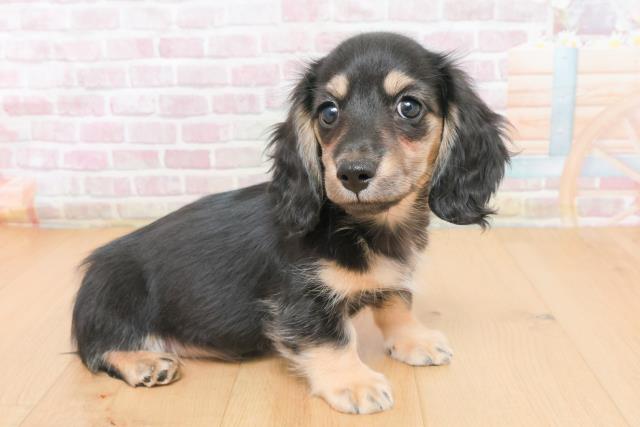 岩手県のミニチュアダックスフンド(ロング) (Coo&RIKU岩手盛岡店/2025年11月4日生まれ/女の子/ブラックイエロー)の子犬の3枚目の画像