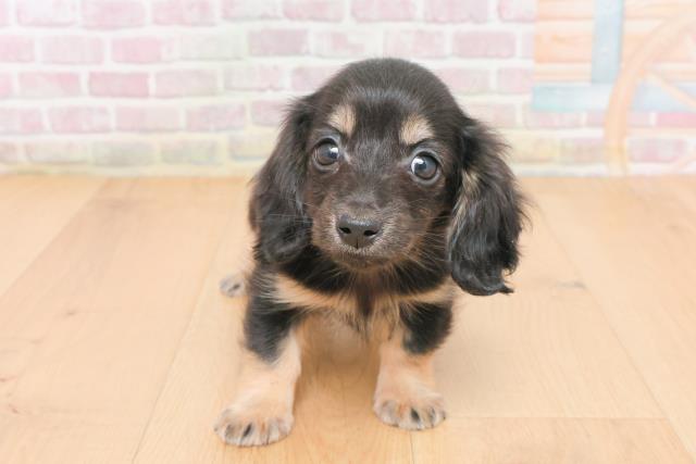 宮城県のミニチュアダックスフンド(ロング) (Coo&RIKUイオンタウン古川店/2025年11月4日生まれ/女の子/ブラックイエロー)の子犬