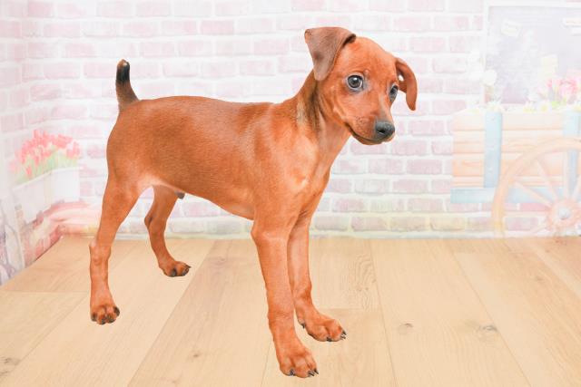 栃木県のミニチュアピンシャー (Coo&RIKU宇都宮店/2025年11月4日生まれ/男の子/レッド)の子犬の3枚目の画像