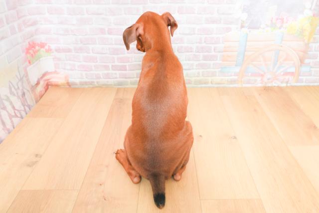 栃木県のミニチュアピンシャー (Coo&RIKU宇都宮店/2025年11月4日生まれ/男の子/レッド)の子犬の4枚目の画像