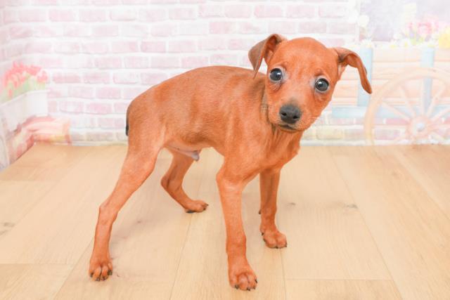 栃木県のミニチュアピンシャー (Coo&RIKUイオンタウン佐野店/2025年11月4日生まれ/男の子/レッド)の子犬の3枚目の画像