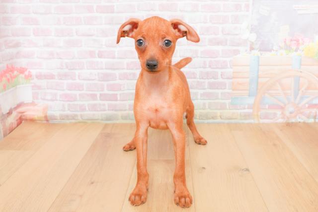 栃木県のミニチュアピンシャー (Coo&RIKU足利店/2025年11月4日生まれ/女の子/レッド)の子犬の1枚目の画像