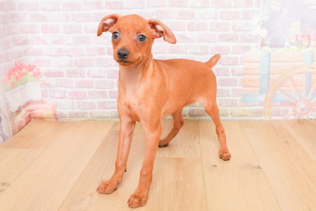 栃木県のミニチュアピンシャー (Coo&RIKU足利店/2025年11月4日生まれ/女の子/レッド)の子犬の2枚目の画像