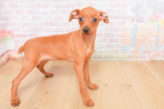 栃木県のミニチュアピンシャー (Coo&RIKU足利店/2025年11月4日生まれ/女の子/レッド)の子犬の3枚目の画像