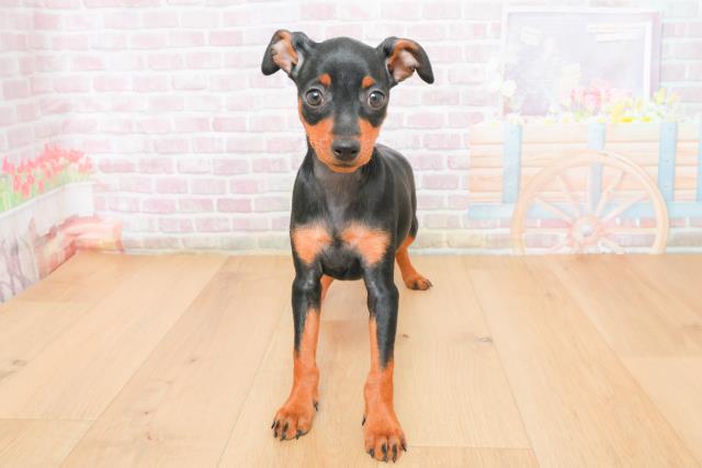 埼玉県のミニチュアピンシャー (Coo&RIKU桶川店/2025年11月4日生まれ/女の子/ブラックタン)の子犬の1枚目の画像