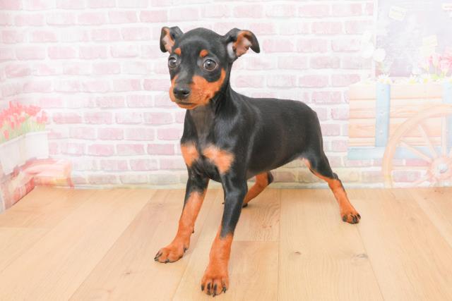 埼玉県のミニチュアピンシャー (Coo&RIKU桶川店/2025年11月4日生まれ/女の子/ブラックタン)の子犬の2枚目の画像