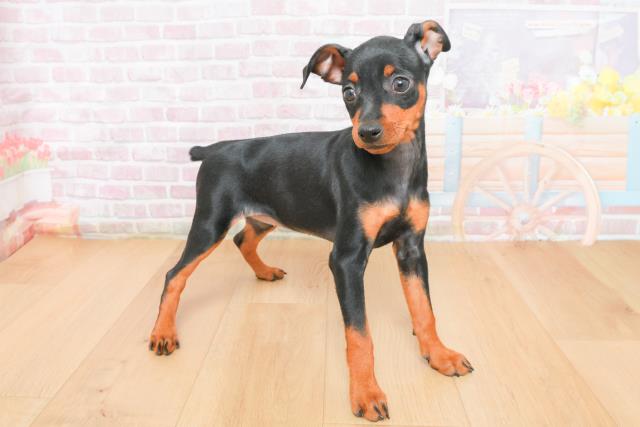 埼玉県のミニチュアピンシャー (Coo&RIKU桶川店/2025年11月4日生まれ/女の子/ブラックタン)の子犬の3枚目の画像