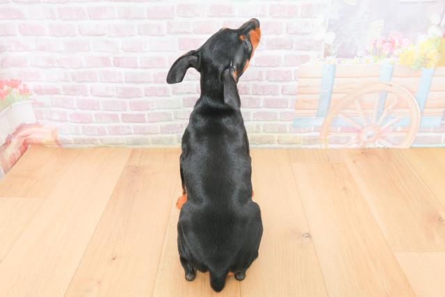 埼玉県のミニチュアピンシャー (Coo&RIKU桶川店/2025年11月4日生まれ/女の子/ブラックタン)の子犬の4枚目の画像