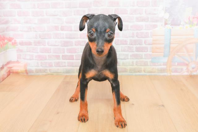 埼玉県のミニチュアピンシャー (Coo&RIKU春日部店/2025年11月4日生まれ/女の子/ブラックタン)の子犬の1枚目の画像