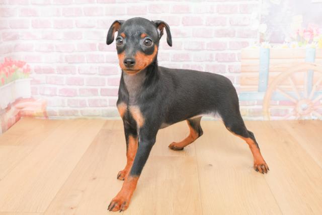 埼玉県のミニチュアピンシャー (Coo&RIKU春日部店/2025年11月4日生まれ/女の子/ブラックタン)の子犬の2枚目の画像