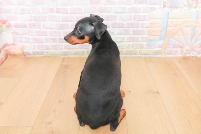 埼玉県のミニチュアピンシャー (Coo&RIKU春日部店/2025年11月4日生まれ/女の子/ブラックタン)の子犬の4枚目の画像