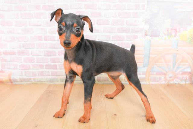 埼玉県のミニチュアピンシャー (Coo&RIKU岩槻店/2025年11月4日生まれ/女の子/ブラックタン)の子犬の2枚目の画像