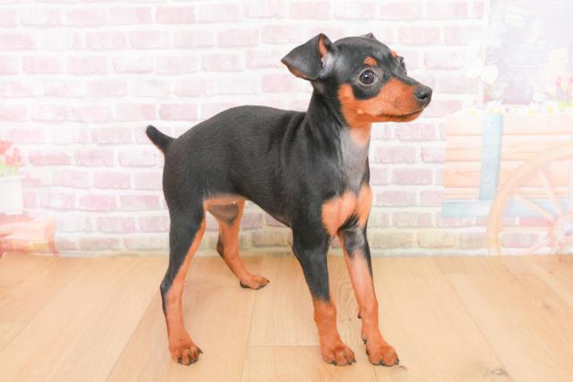 埼玉県のミニチュアピンシャー (Coo&RIKU岩槻店/2025年11月4日生まれ/女の子/ブラックタン)の子犬の3枚目の画像