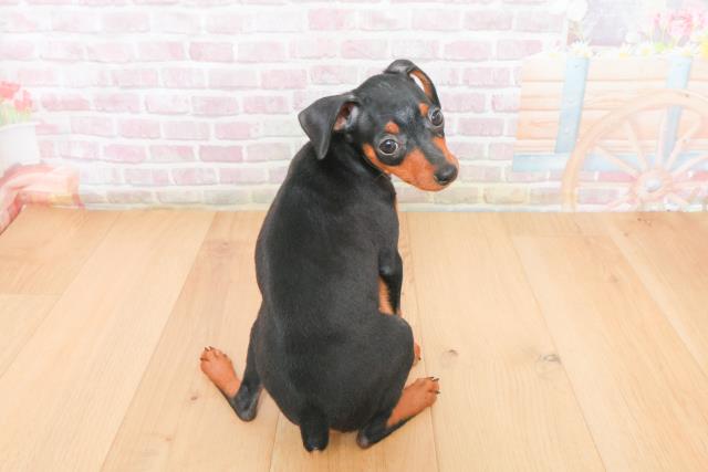 埼玉県のミニチュアピンシャー (Coo&RIKU岩槻店/2025年11月4日生まれ/女の子/ブラックタン)の子犬の4枚目の画像