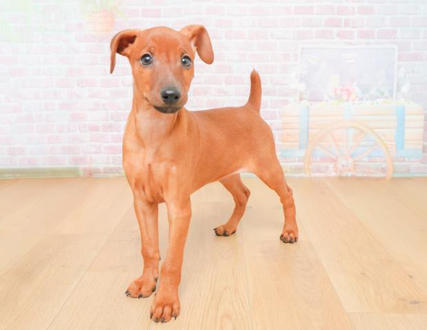 埼玉県のミニチュアピンシャー (Coo&RIKU大宮店/2025年11月4日生まれ/男の子/レッド)の子犬の2枚目の画像