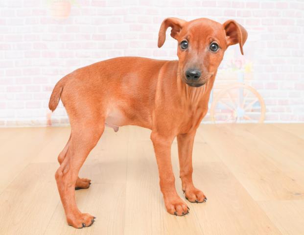 埼玉県のミニチュアピンシャー (Coo&RIKU大宮店/2025年11月4日生まれ/男の子/レッド)の子犬の3枚目の画像