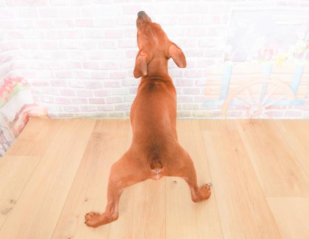 埼玉県のミニチュアピンシャー (Coo&RIKU大宮店/2025年11月4日生まれ/男の子/レッド)の子犬の4枚目の画像