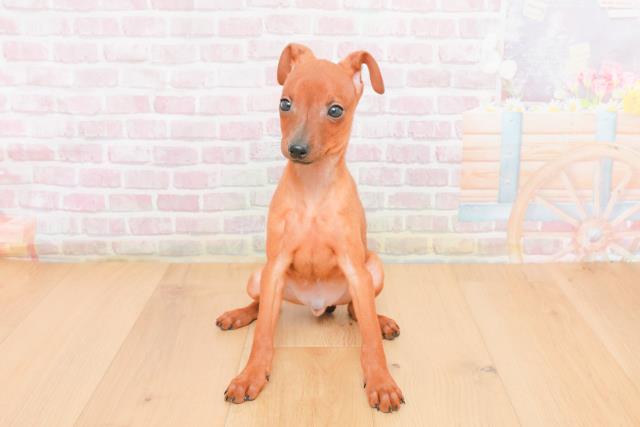 埼玉県のミニチュアピンシャー (Coo&RIKU川口戸塚店/2025年11月4日生まれ/男の子/レッド)の子犬の1枚目の画像