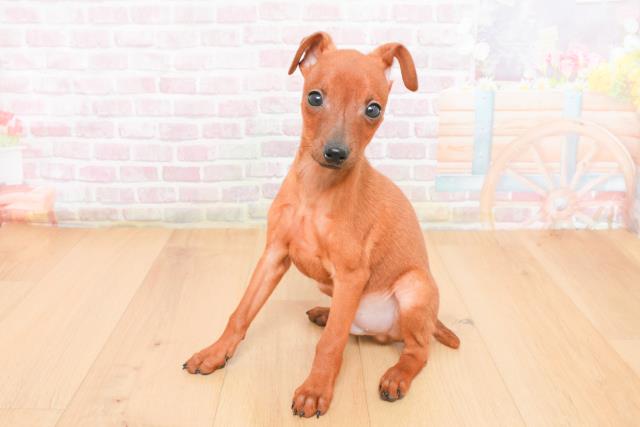 埼玉県のミニチュアピンシャー (Coo&RIKU川口戸塚店/2025年11月4日生まれ/男の子/レッド)の子犬の2枚目の画像