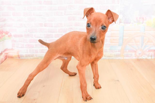 埼玉県のミニチュアピンシャー (Coo&RIKU川口戸塚店/2025年11月4日生まれ/男の子/レッド)の子犬の3枚目の画像